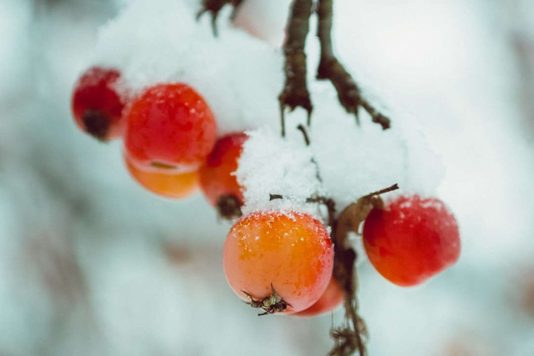 czerwone owoce na brązowej gałęzi drzewa puzzle online