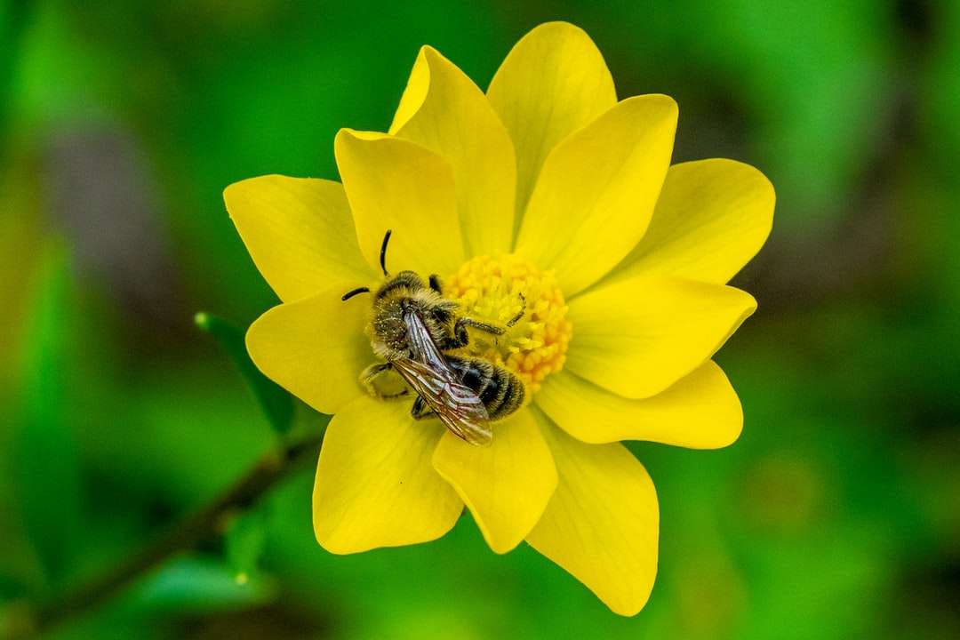 żółty i czarny pszczoła na żółtym kwiecie puzzle online