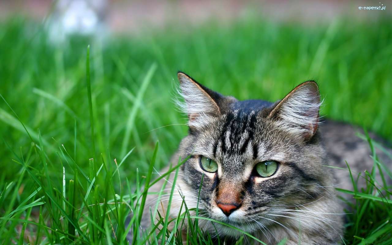 kotek w trawie puzzle online