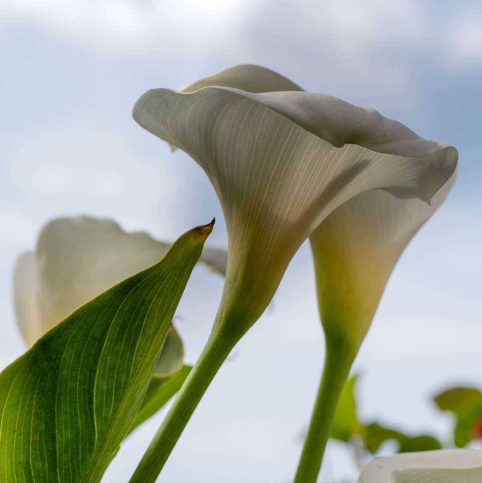 biały kwiat w fotografii z bliska puzzle online