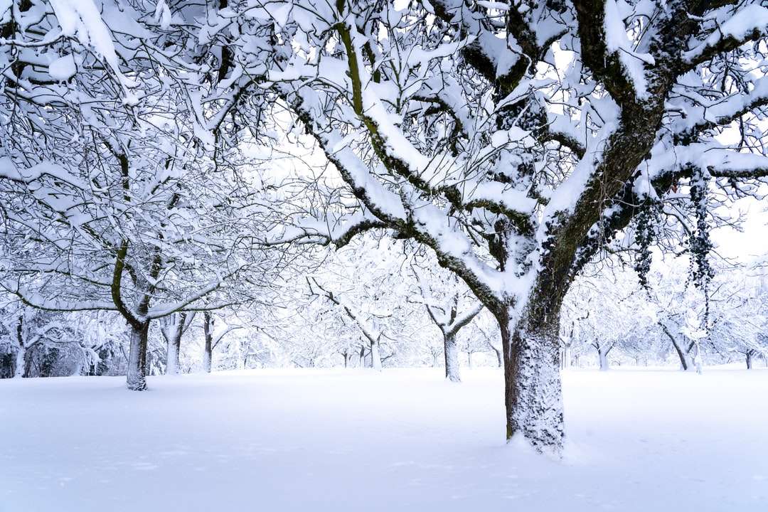 bezlistne drzewo na ziemi pokrytej śniegiem puzzle online