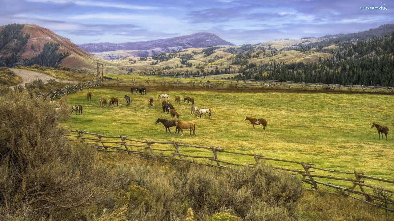 farma koni w stanach zjednoczonych puzzle online