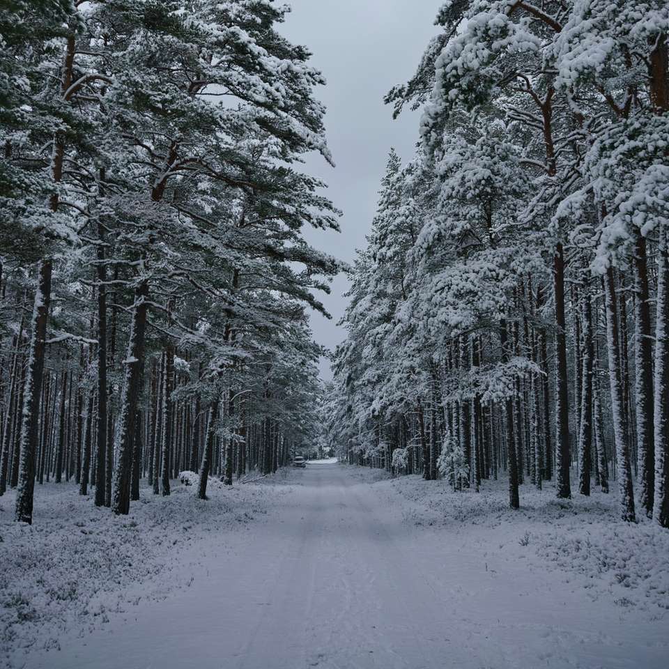 pokryte śniegiem drzewa w ciągu dnia puzzle online