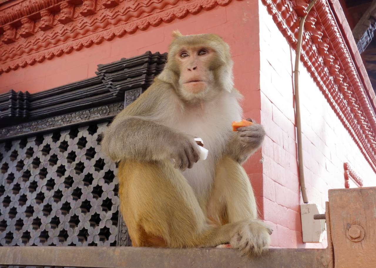 Małpa jedząca marchewkę puzzle online