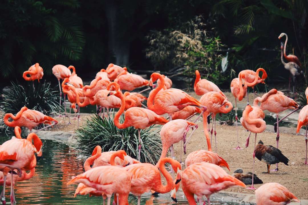 stado flamingów na wodzie puzzle online