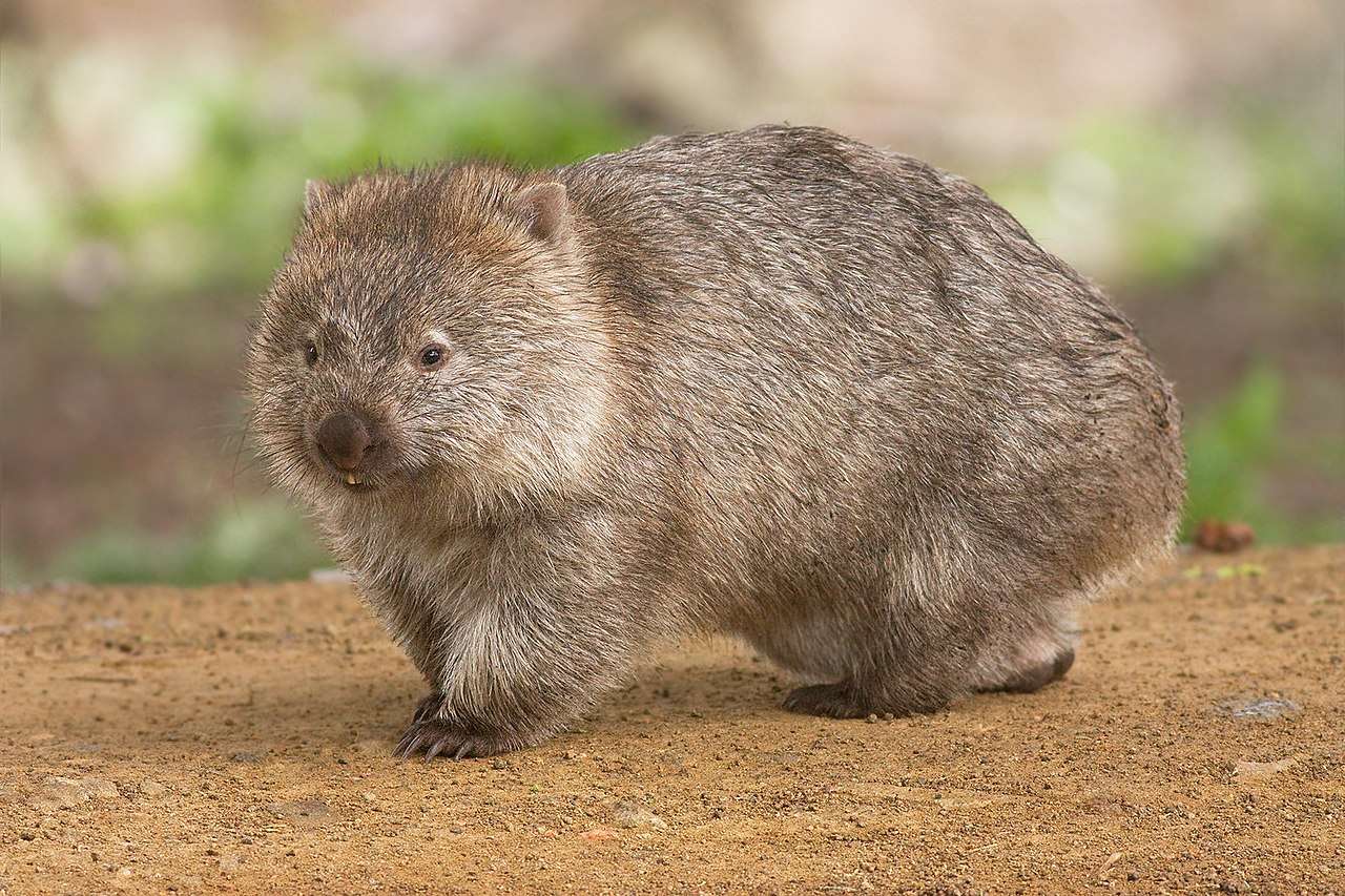 Wombats kirakós játék