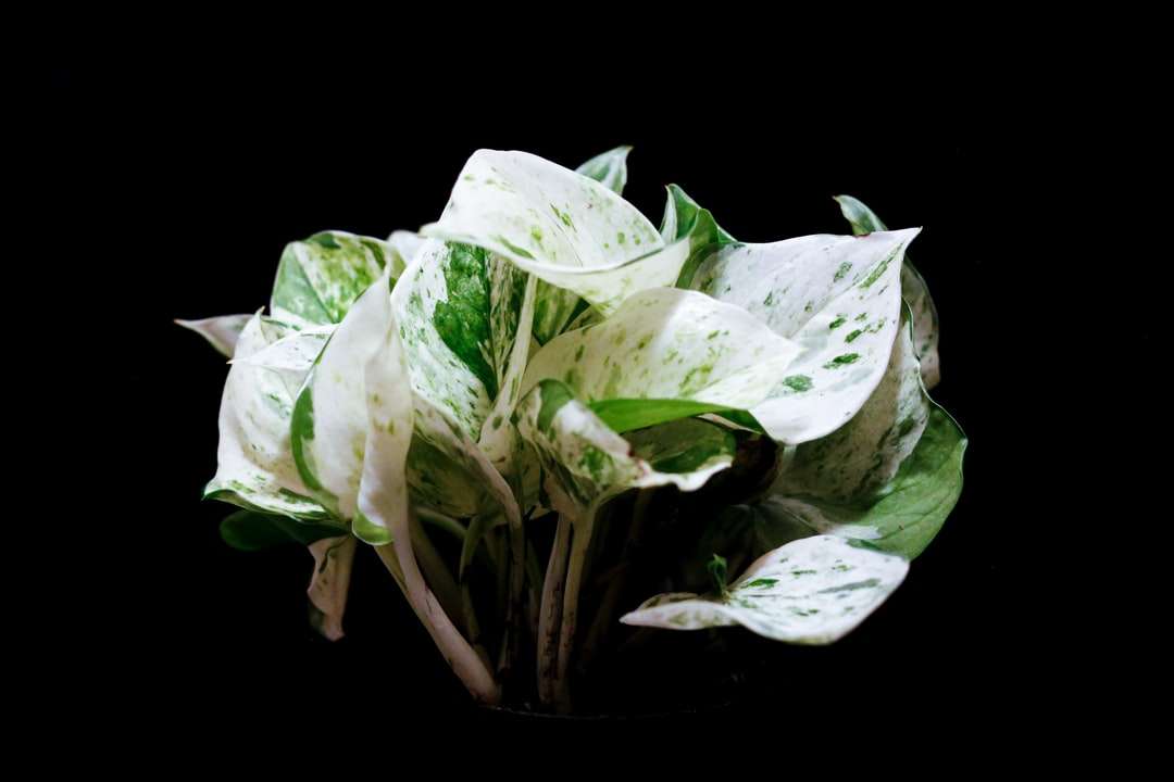 biało-zielona roślina liściasta puzzle online