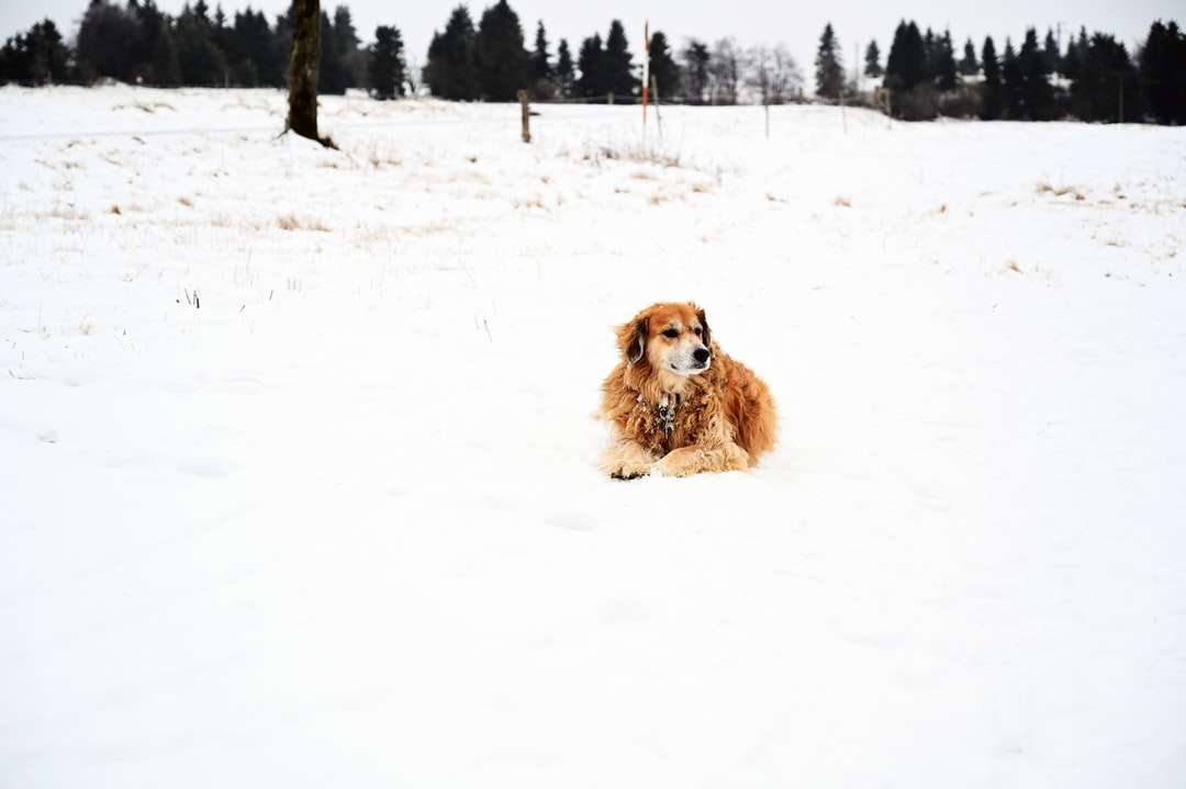 brązowy pies długowłosy na śniegu pokrytym ziemią w ciągu dnia puzzle online