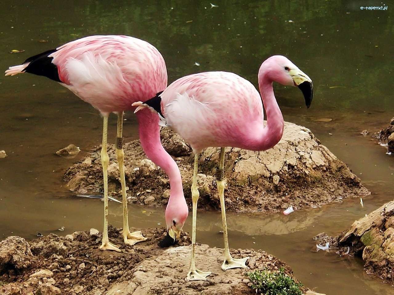 flamingi andyjskie puzzle online