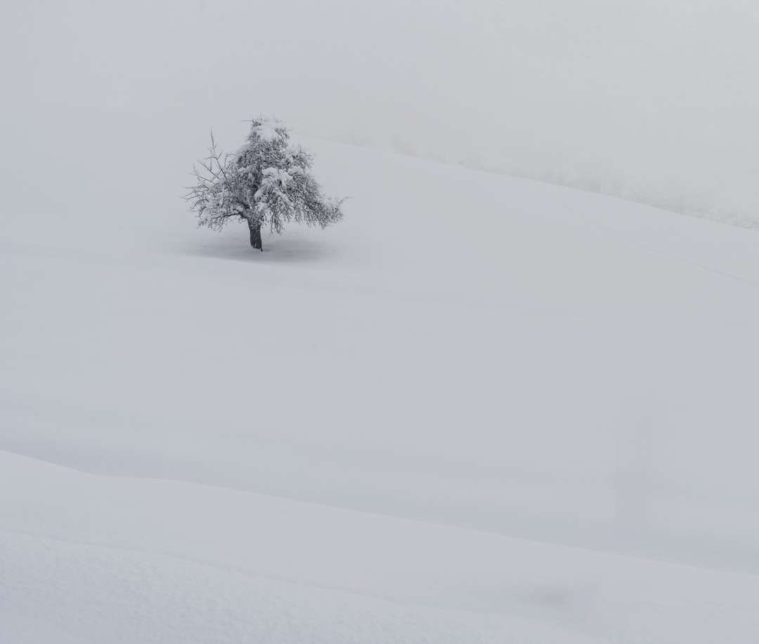 pokryte śniegiem drzewo na ziemi pokryte śniegiem puzzle online