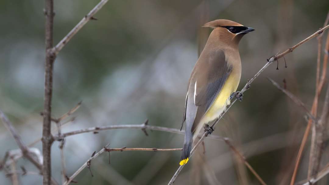 brązowy i żółty ptak na gałęzi drzewa puzzle online