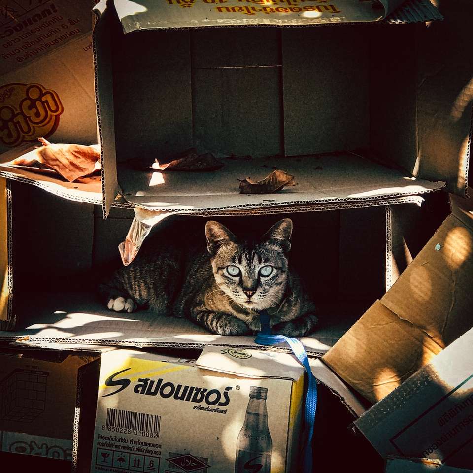 brązowy pręgowany kot w tekturowym pudełku puzzle online
