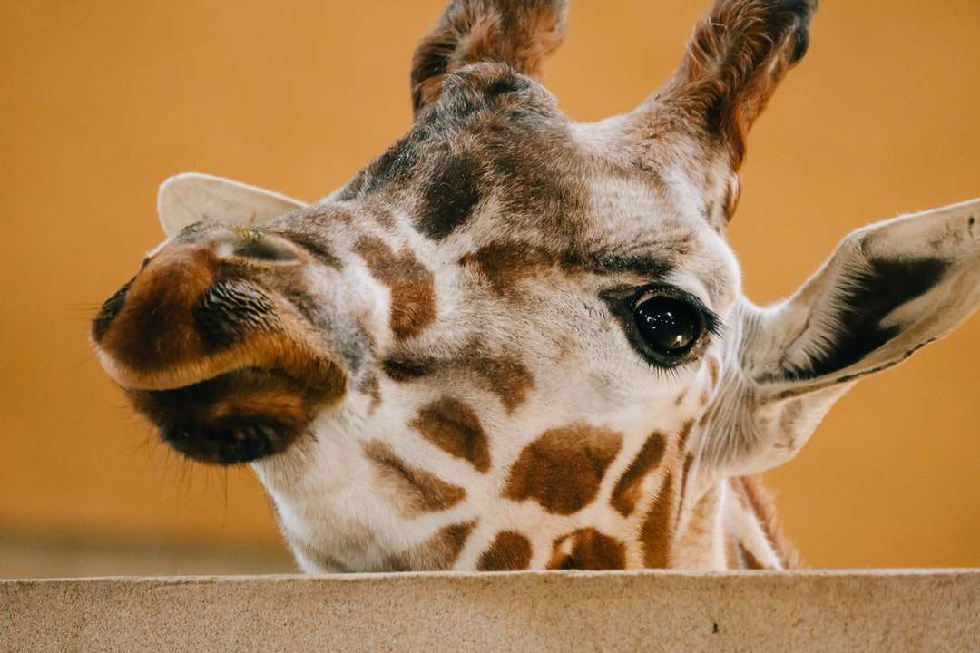 głowa żyrafa w fotografii z bliska puzzle online