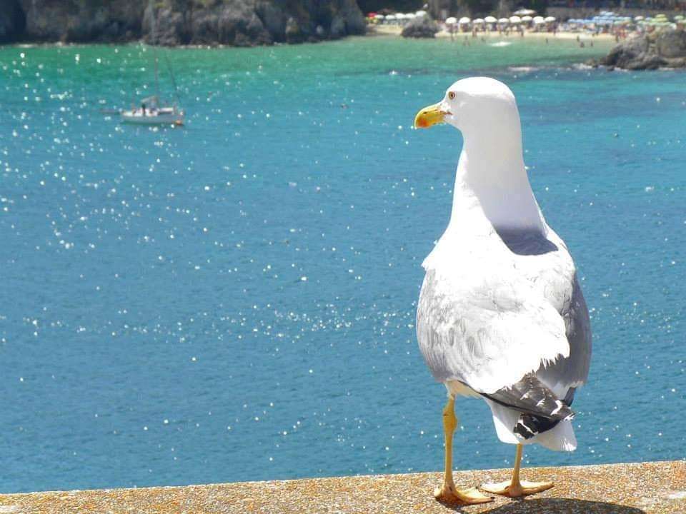 Seagull obserwator Wyspy Tremiti Włochy puzzle online