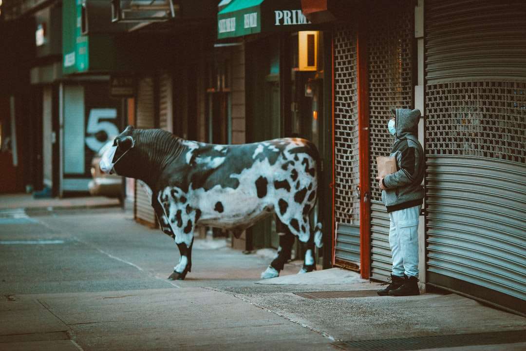 kobieta w stroju biało-czarnej krowy spaceru na ulicy puzzle online