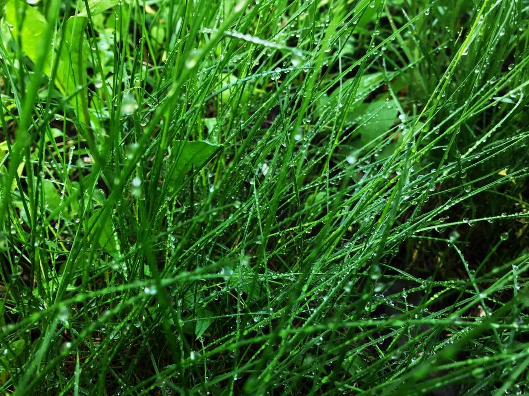 zielona trawa z kroplami wody puzzle online