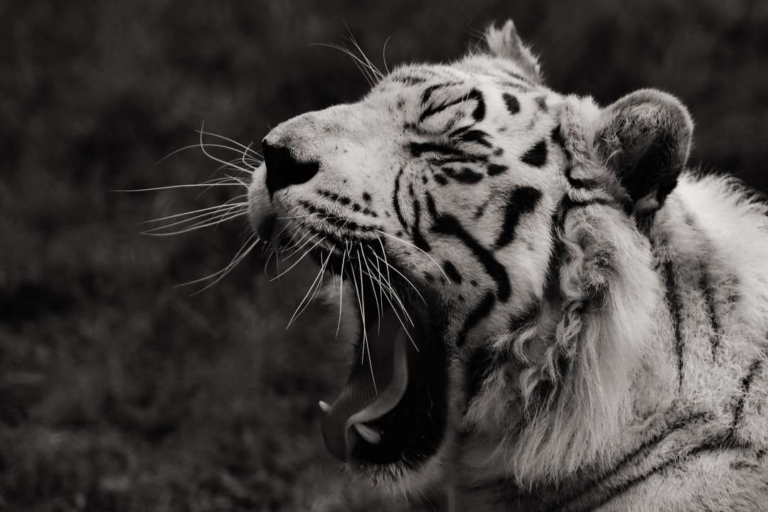 Foto en escala de grises del tigre abriendo la boca rompecabezas