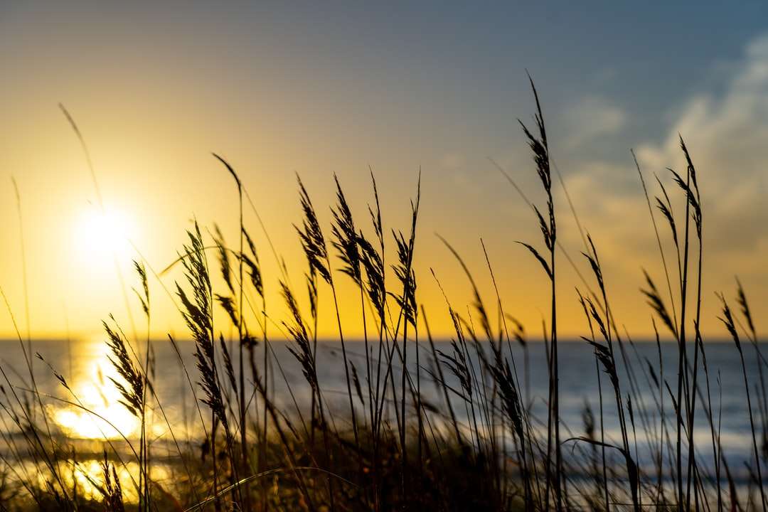 sylwetka trawy podczas zachodu słońca puzzle online