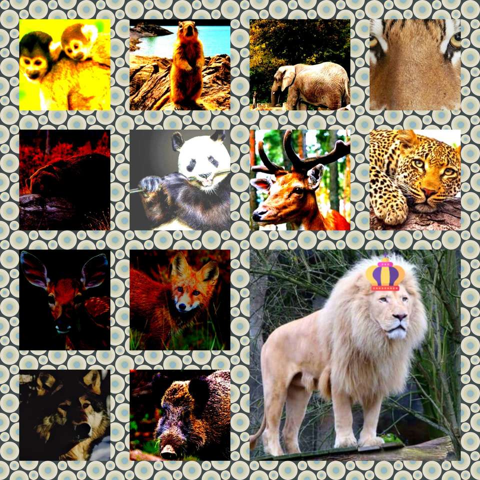 zoo zoo i jeszcze raz zoo puzzle online