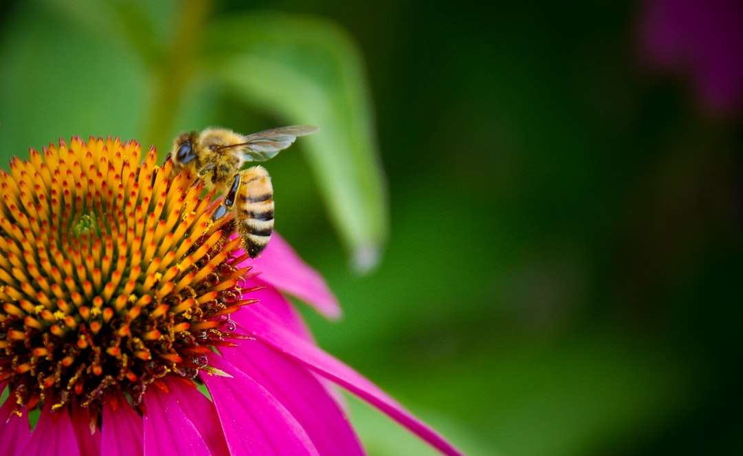 pszczoły miodnej siedzący na różowy kwiat w fotografii z bliska puzzle online