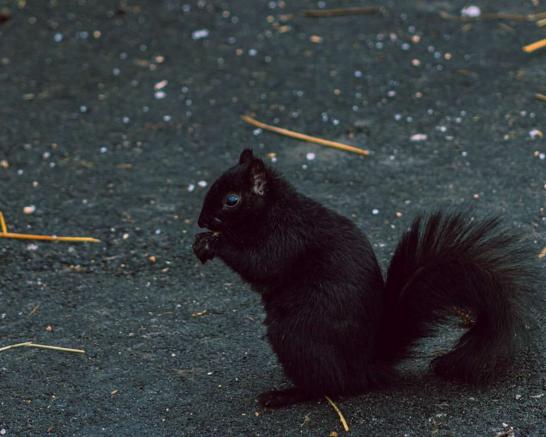 czarna wiewiórka na szarej betonowej podłodze puzzle online