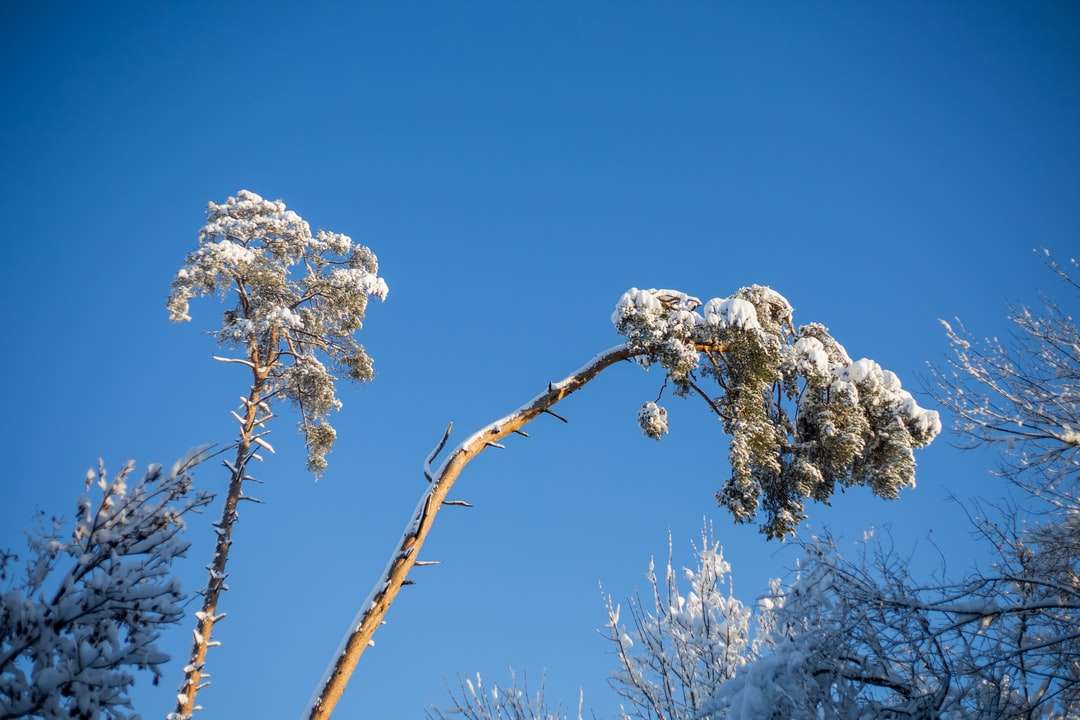 drzewo biały kwiat wiśni pod błękitne niebo w ciągu dnia puzzle online