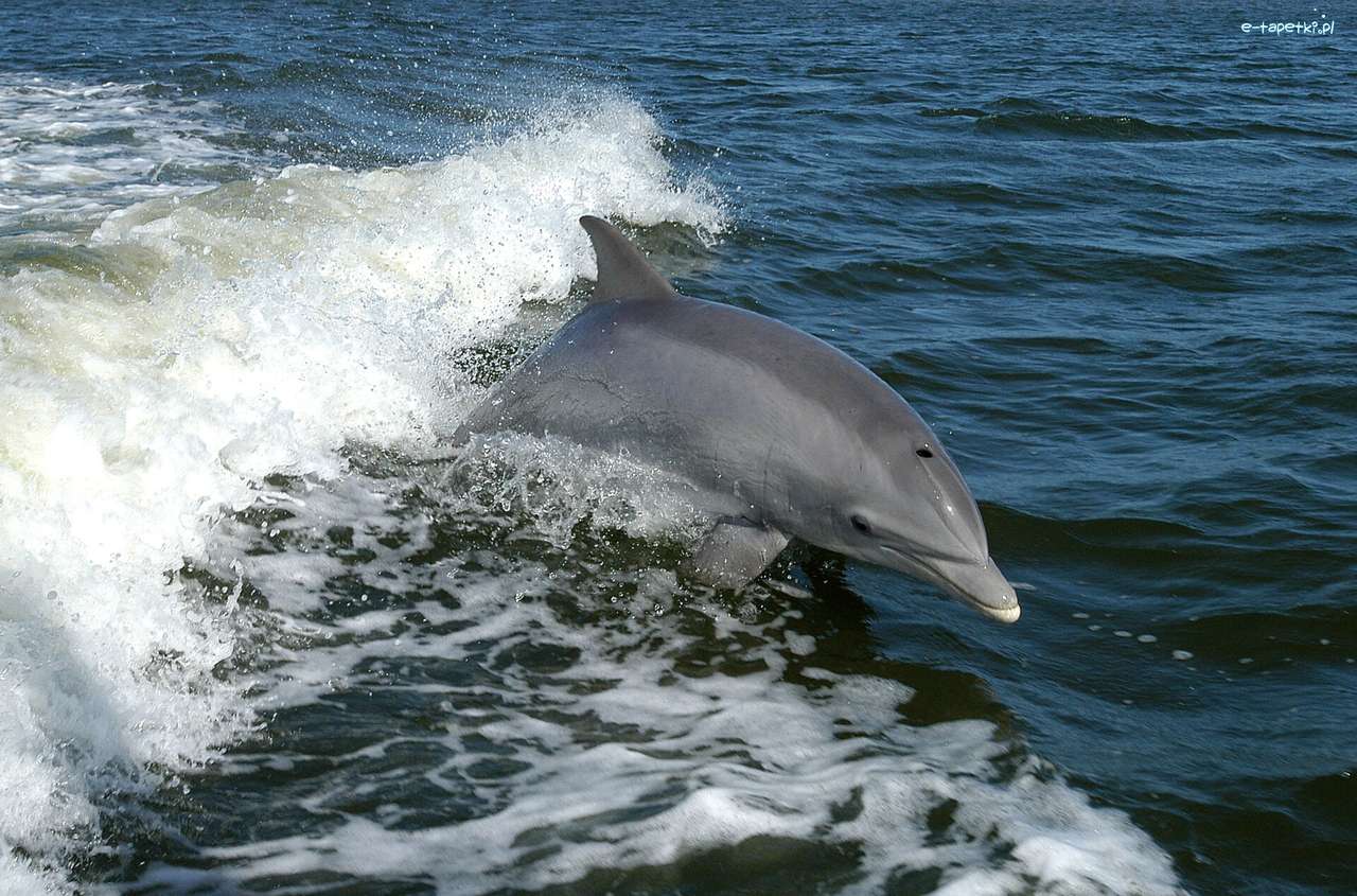 delfin w morzu puzzle online