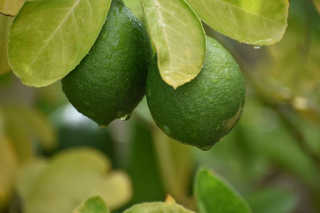 zielone okrągłe owoce w fotografii z bliska puzzle online