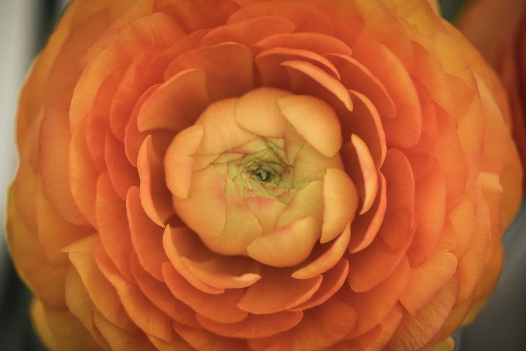 zielony liść na kwiat pomarańczy puzzle online