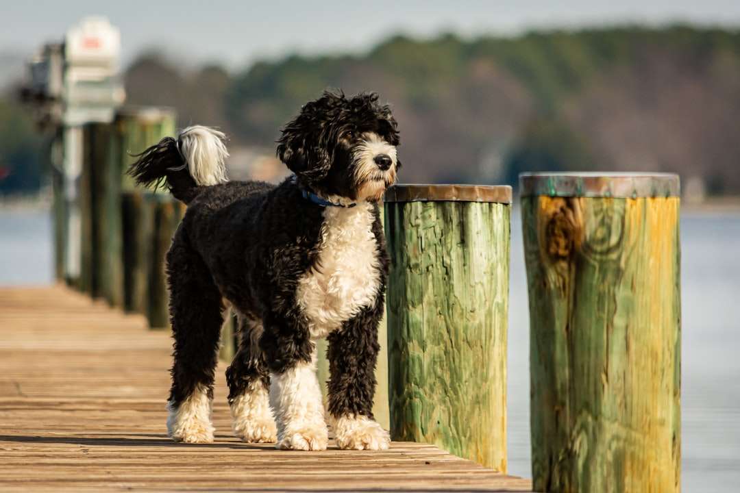 czarno-biały pies długowłosy na brązowym drewnianym płocie puzzle online