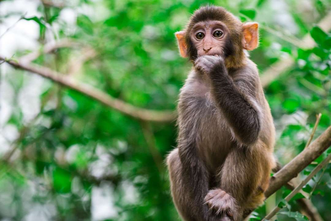 brązowa małpa na brązowej gałęzi drzewa w ciągu dnia puzzle online