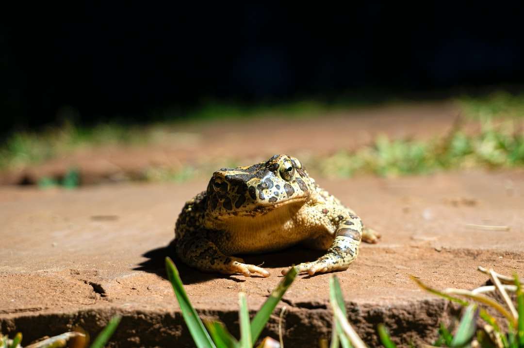 brązowa i czarna żaba na brązowej glebie puzzle online