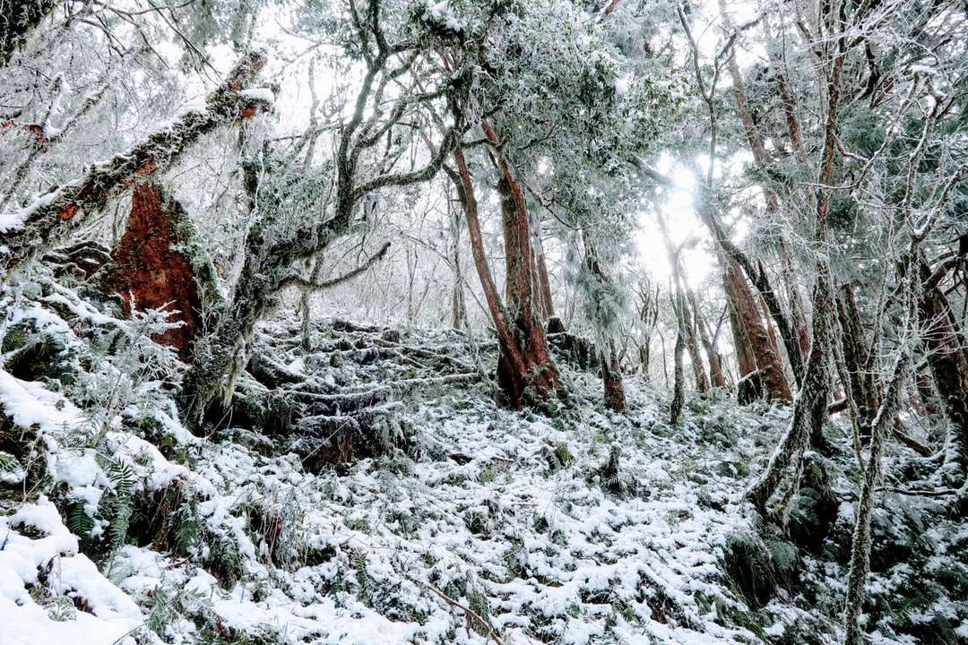 brązowe drzewa pokryte śniegiem w ciągu dnia puzzle online