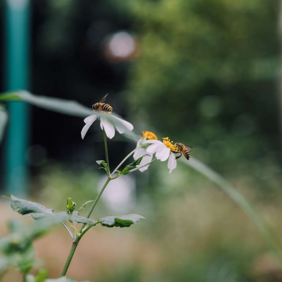 pszczoły miodnej siedzący na biały kwiat w fotografii z bliska puzzle online