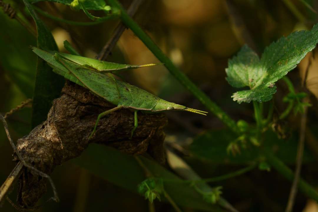 zielony konik polny siedzący na gałęzi drzewa brązowy puzzle online
