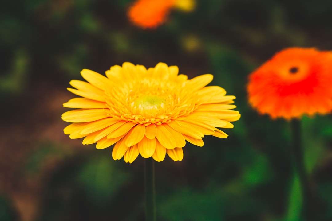 żółty kwiat w soczewce tilt shift puzzle online