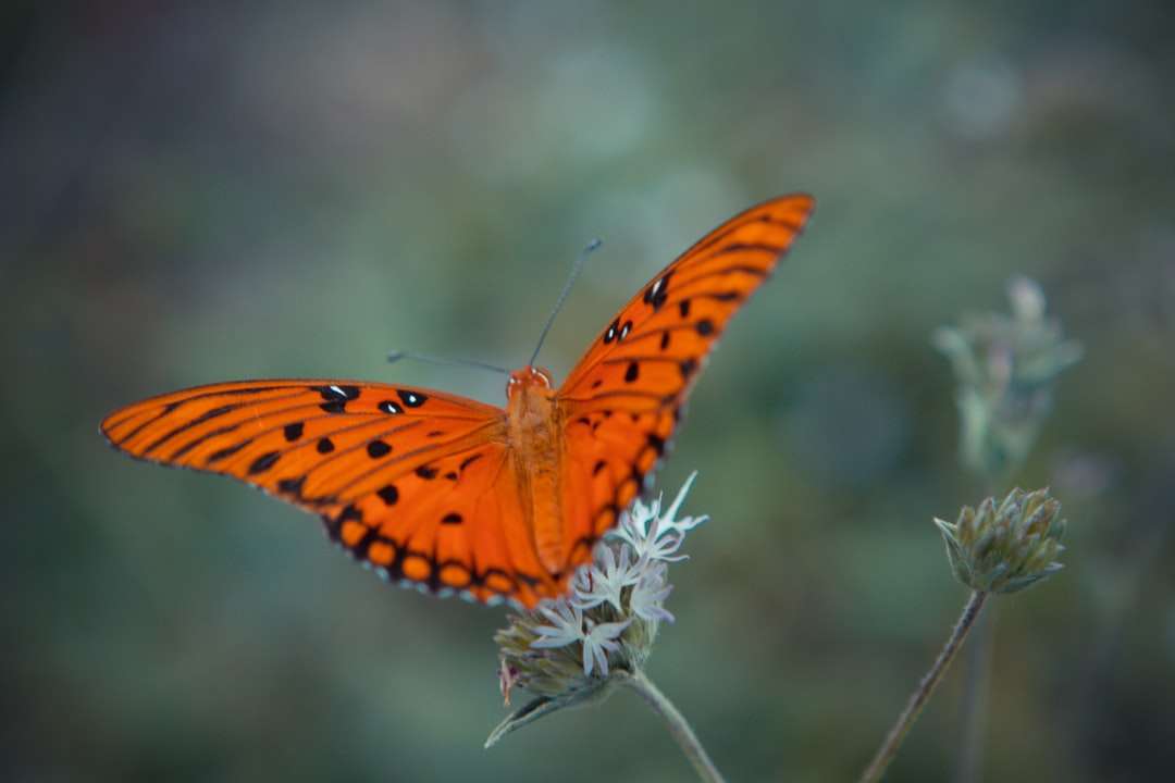 pomarańczowy i czarny motyl siedzący na białym kwiecie puzzle online