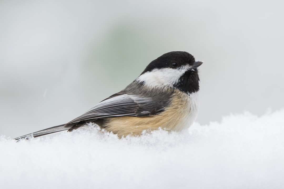 czarno-biały ptak na ziemi pokrytej śniegiem puzzle online