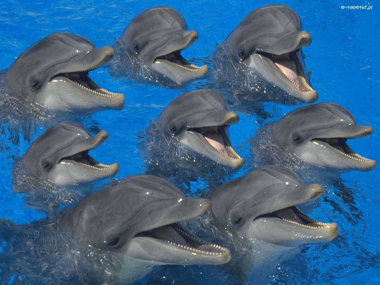 delfiny. puzzle online
