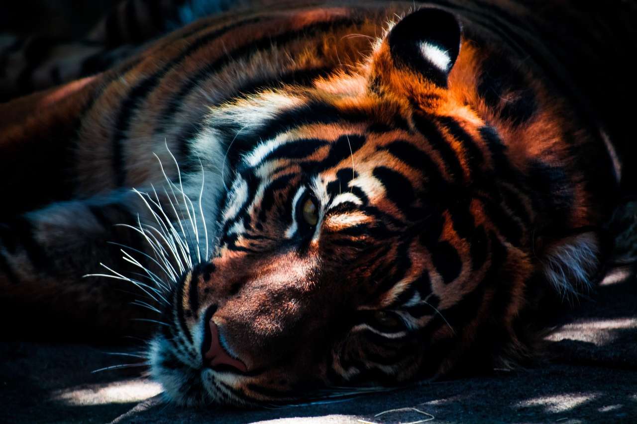 dziki tygrys puzzle online