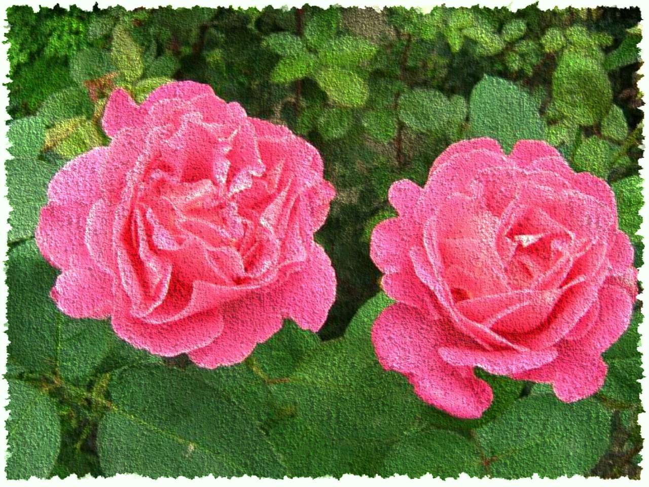Różowe róże puzzle online