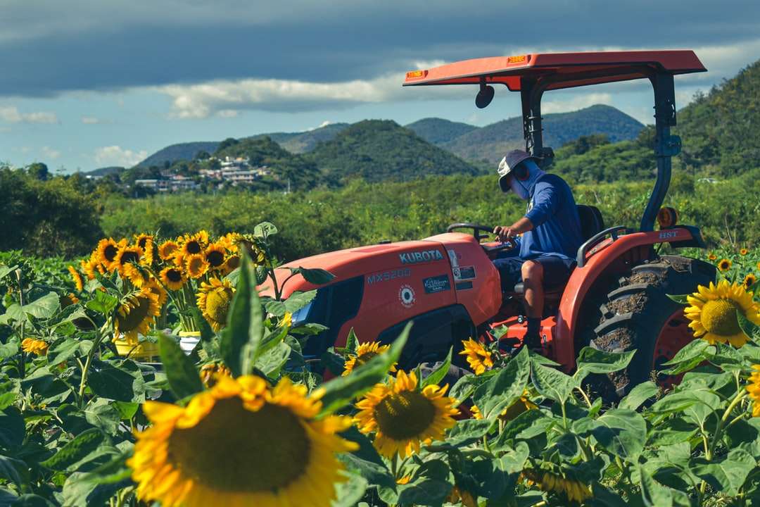 czerwony traktor na słonecznikowym polu w ciągu dnia puzzle online
