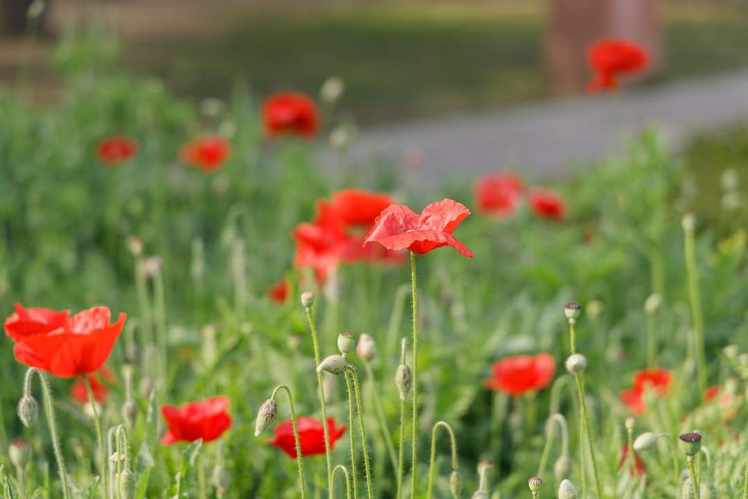 czerwone kwiaty na zielonym polu trawy w ciągu dnia puzzle online