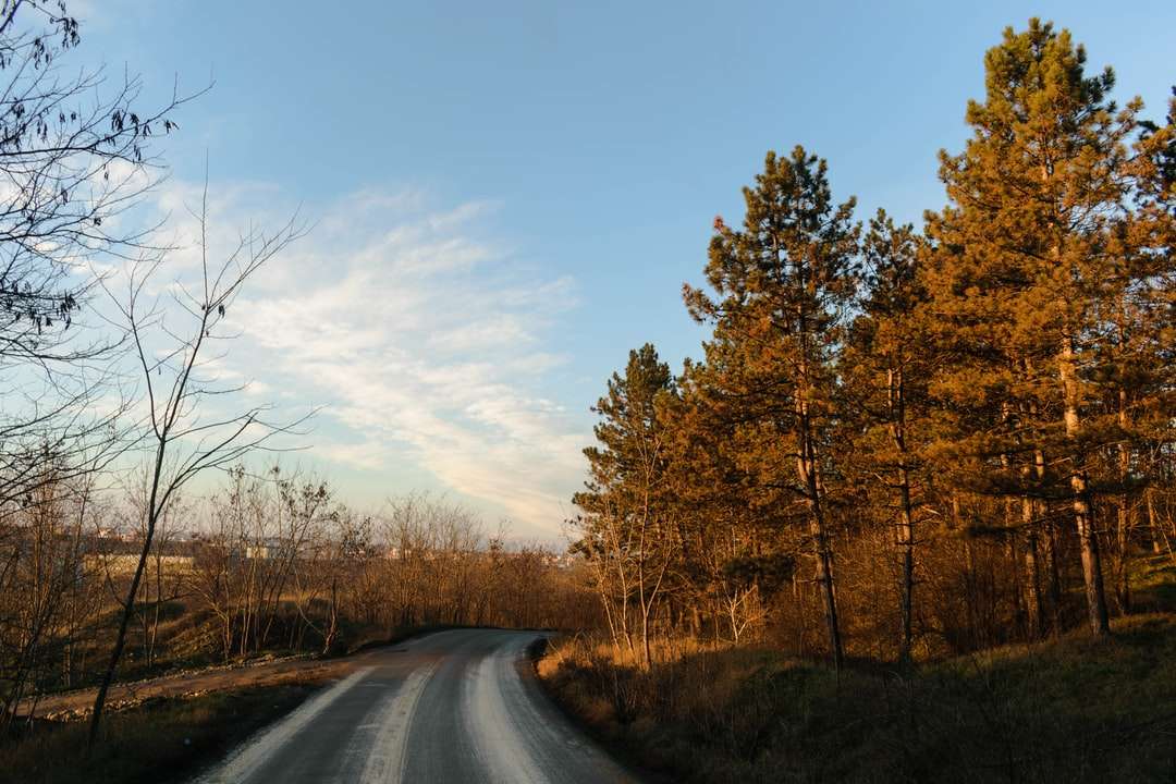 szara droga asfaltowa między brązowymi drzewami w ciągu dnia puzzle online