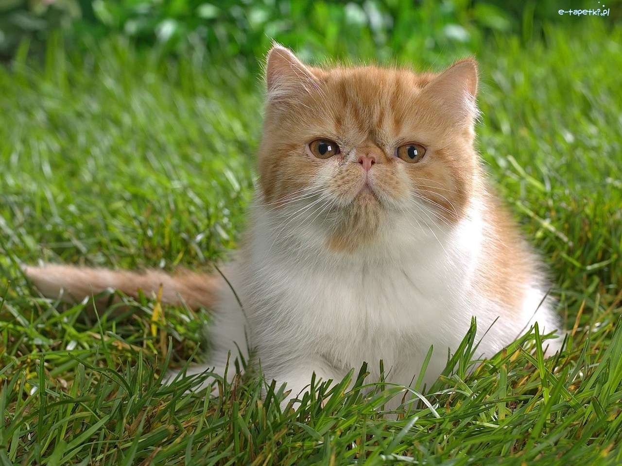 brytyjski kotek na trawie puzzle online