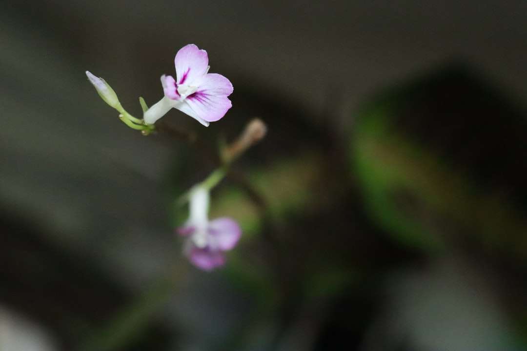 fioletowy kwiat w soczewce z funkcją tilt shift puzzle online