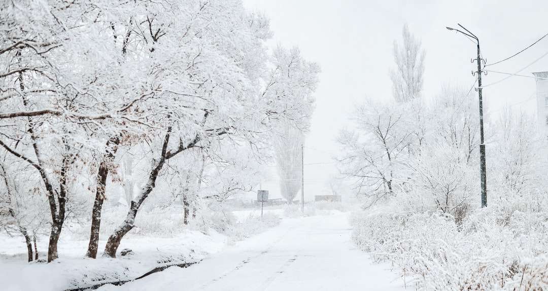 pokryte śniegiem drzewa i drogi w ciągu dnia puzzle online