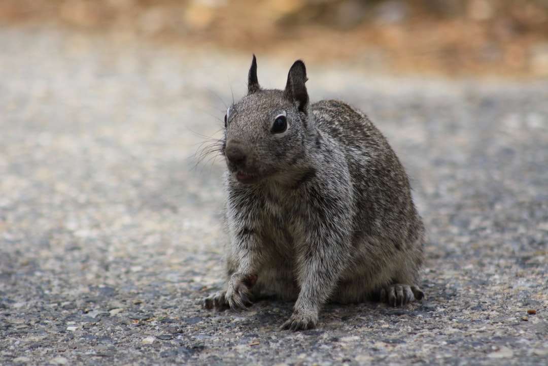 szara wiewiórka na szarym piasku w ciągu dnia puzzle online