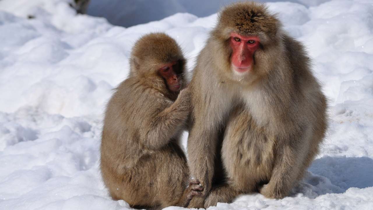 małpki makaki puzzle online