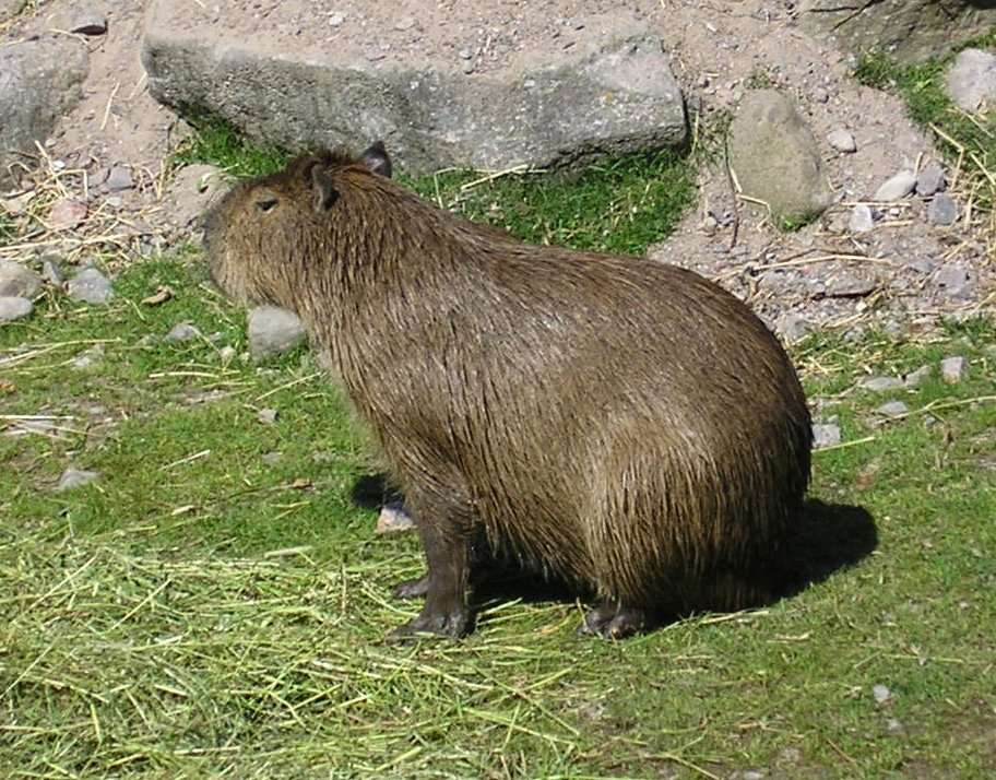 Uriaș capibara puzzle